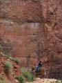 Grand Canyon - Lone mule rider